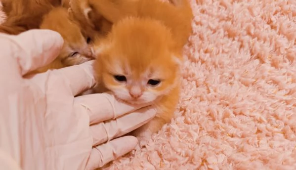 Cuccioli British shorthair Golden  | Foto 0