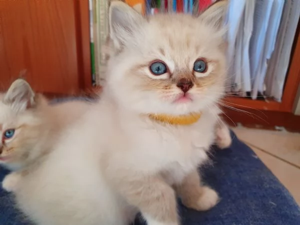 Cuccioli Ragdoll con pedigree  | Foto 3