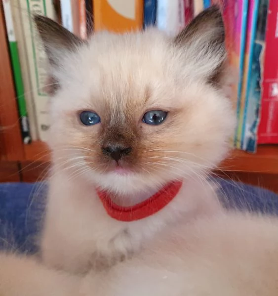 Cuccioli Ragdoll con pedigree  | Foto 2