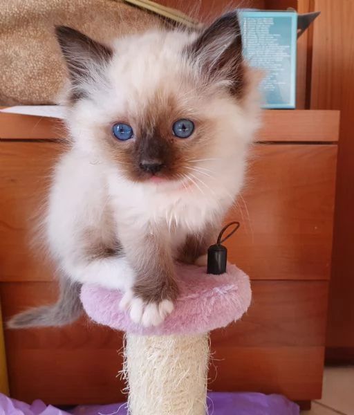 Cuccioli Ragdoll con pedigree  | Foto 1