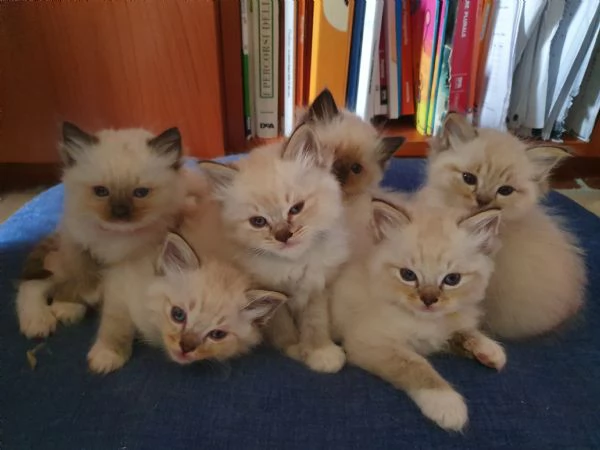 Cuccioli Ragdoll con pedigree  | Foto 0