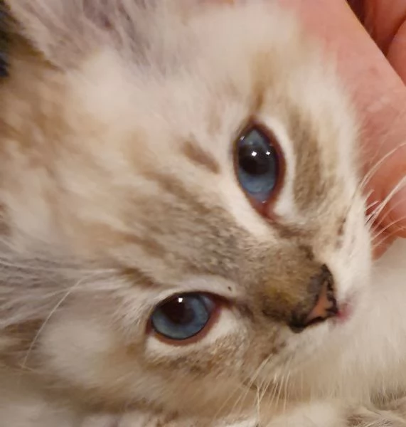 Cuccioli Ragdoll con pedigree 