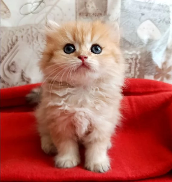 British Golden 