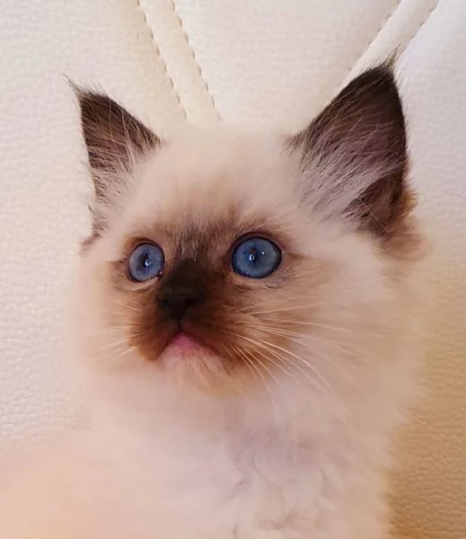 Ragdoll cuccioli con pedigree 
