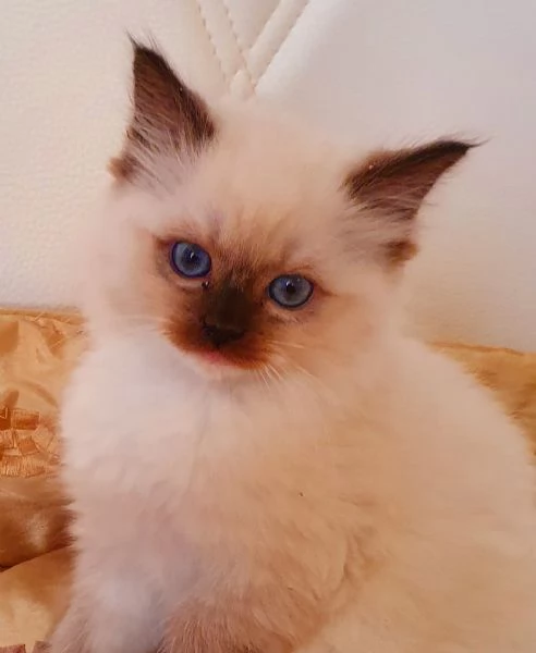 Ragdoll cuccioli con pedigree  | Foto 2