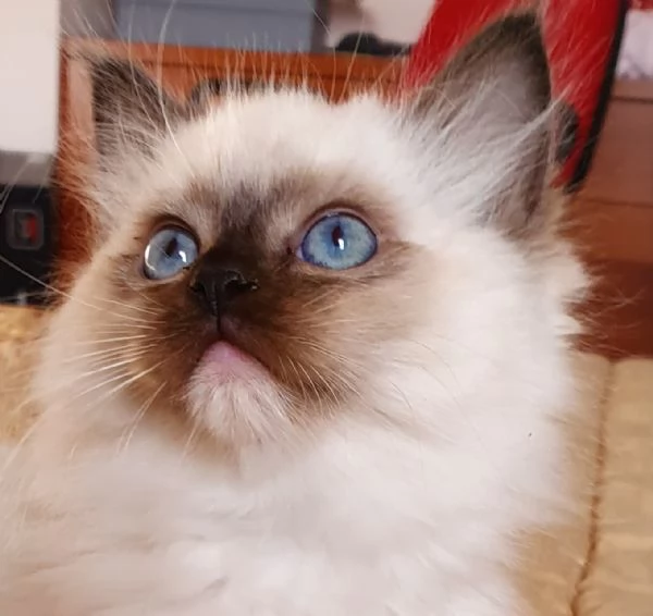 Ragdoll cuccioli con pedigree  | Foto 1