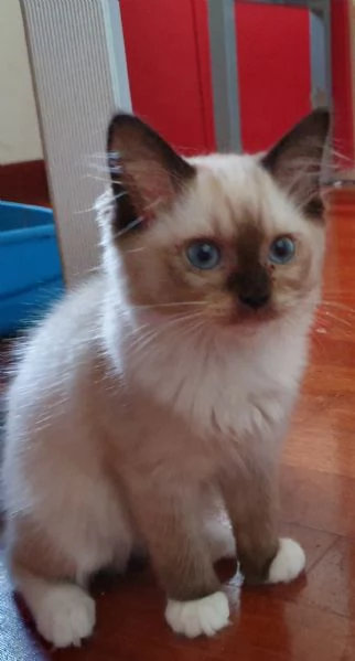 Ragdoll cuccioli con pedigree  | Foto 0