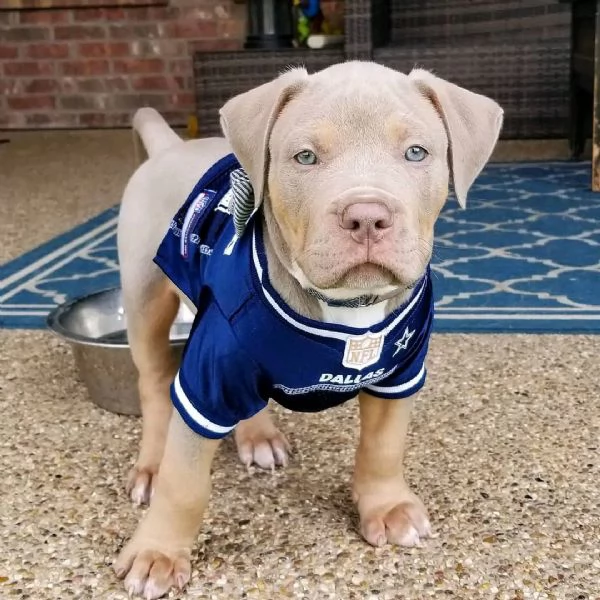 ADORABILI CUCCIOLI DI PITBULL IN ADOZIONE