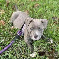 Pitbull | Foto 0