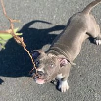 Pitbull