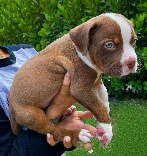 Adorabile cucciolo di pitbull maschio | Foto 1