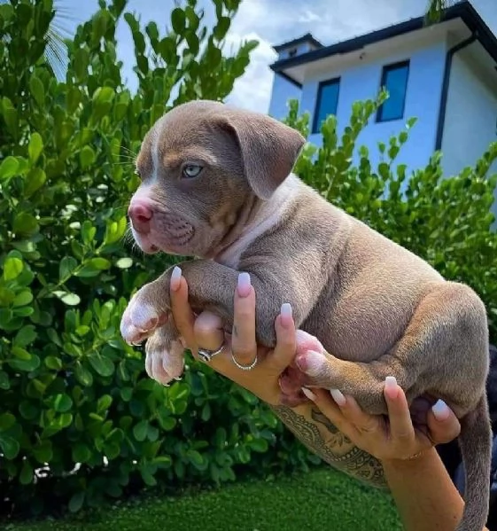 Adorabile cucciolo di pitbull maschio