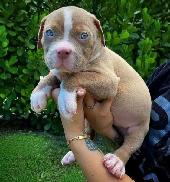 Adorabile cucciolo di pitbull maschio | Foto 0