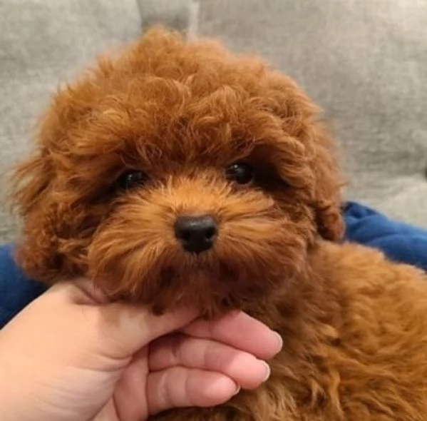  REGALO barboncino cuccioli