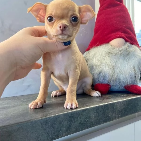  regalo Chihuahua cuccioli meravigliosi ! 