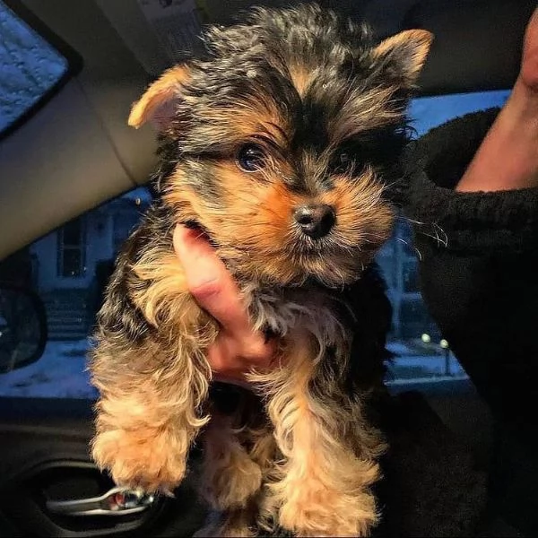  regalo Yorkshire cuccioli meravigliosi ! 