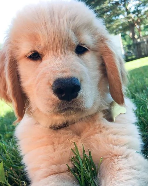Cucciolo di golden retriever di 10 settimane