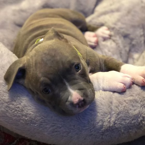 Cucciolo di Pitbull | Foto 2