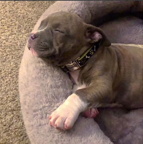 Cucciolo di Pitbull | Foto 0