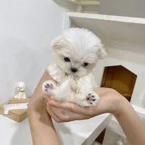 Maltese | Foto 0