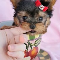 Cucciolo di Yorkie | Foto 1