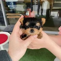 Cucciolo di Yorkie | Foto 0