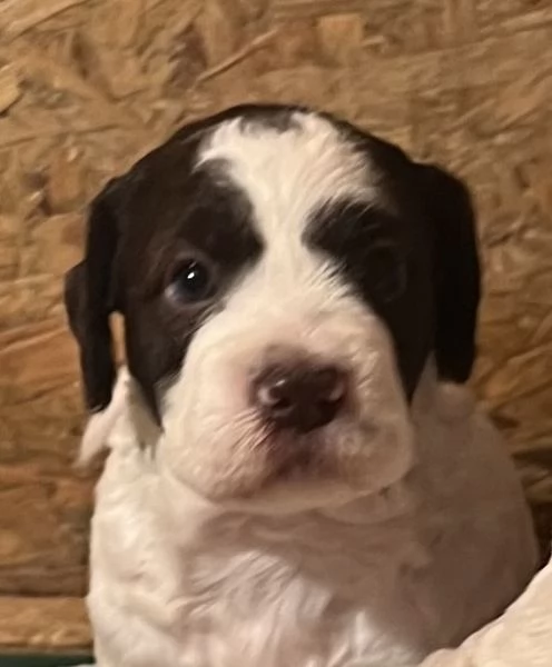 Lagotto romagnolo cuccioli | Foto 6