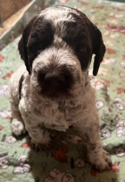 Lagotto romagnolo cuccioli | Foto 5
