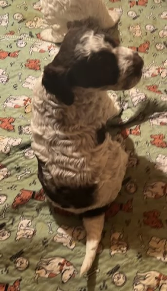 Lagotto romagnolo cuccioli | Foto 4