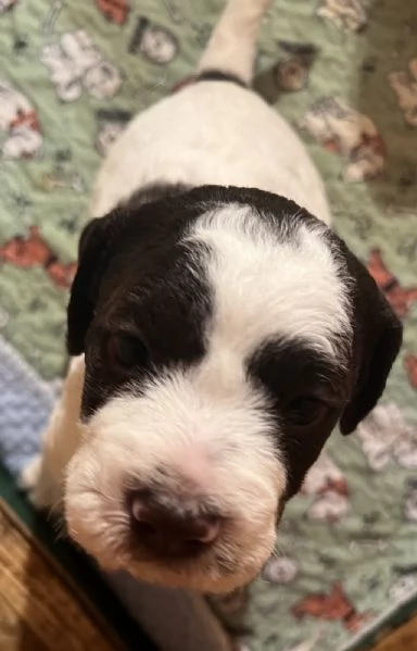 Lagotto romagnolo cuccioli | Foto 3