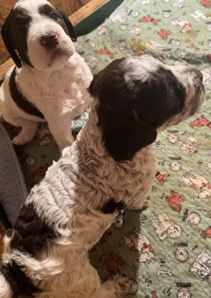 Lagotto romagnolo cuccioli