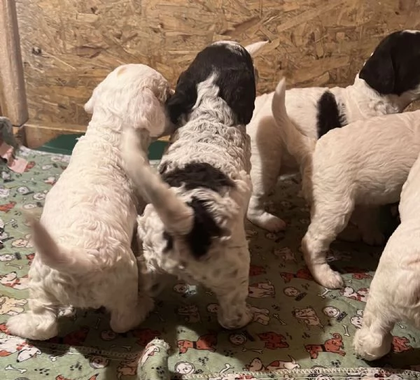 Lagotto romagnolo cuccioli | Foto 2