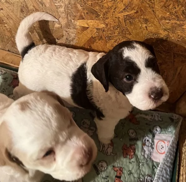 Lagotto romagnolo cuccioli | Foto 1