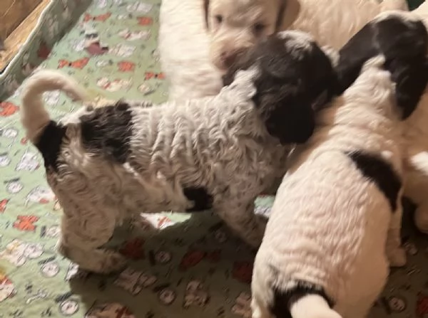 Lagotto romagnolo cuccioli | Foto 0