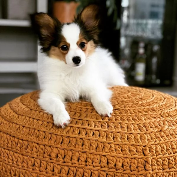 regalo Papillon cuccioli meravigliosi !