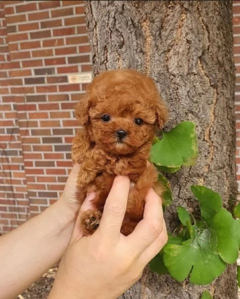  REGALO barboncino cuccioli