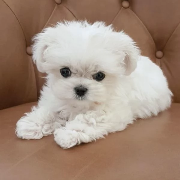   regalo Maltese cuccioli meravigliosi ! 