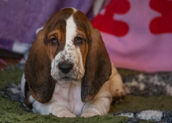 cuccioli di BassetHound | Foto 1