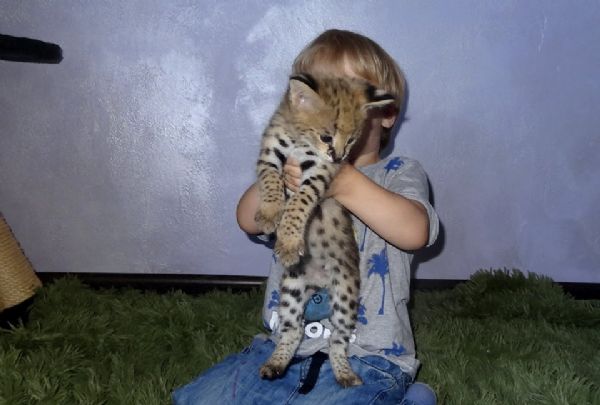 gattini serval in vendita | Foto 5