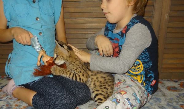 gattini serval in vendita | Foto 0