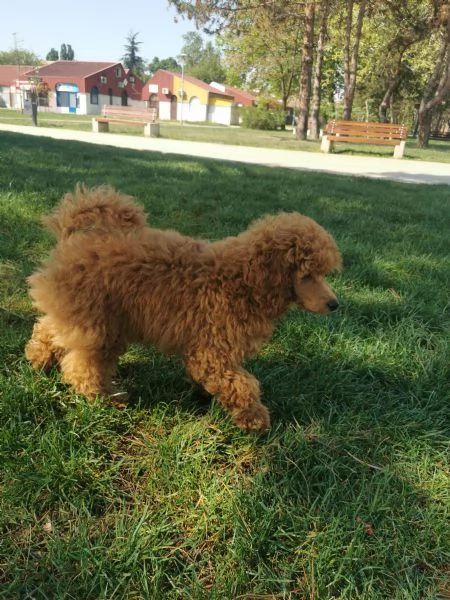 Barboncino nano rosso maschio | Foto 3