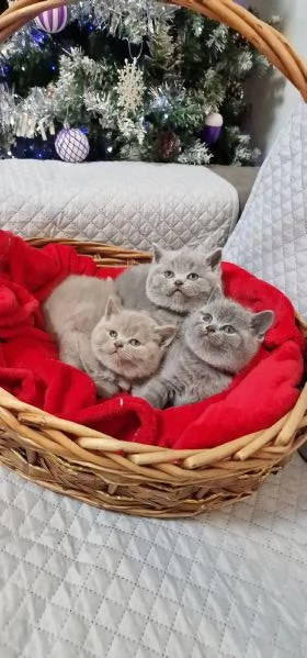 Scottish straight  | Foto 6