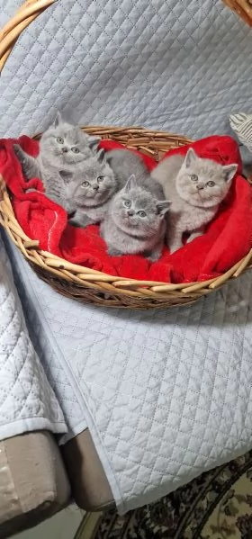 Scottish straight  | Foto 5