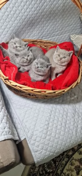 Scottish straight  | Foto 4