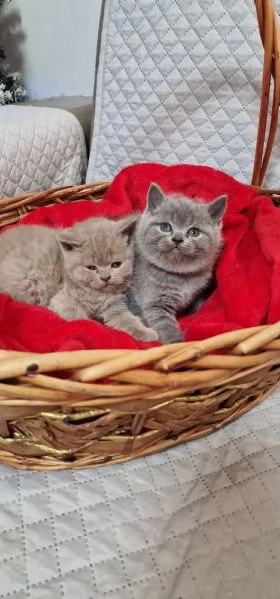 Scottish straight  | Foto 3