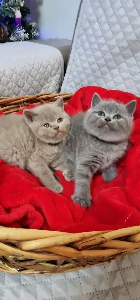 Scottish straight  | Foto 2