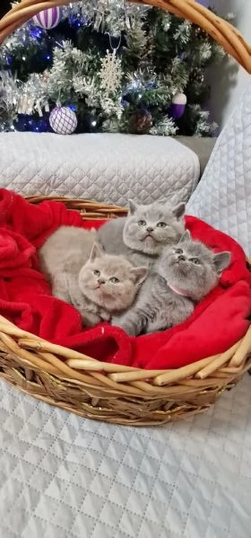 Scottish straight  | Foto 1