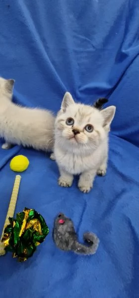 Scottish fold e straight  | Foto 5