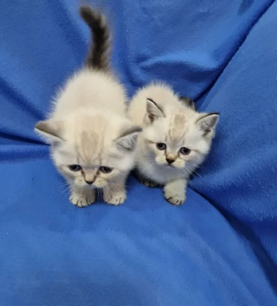 Scottish fold e straight  | Foto 4