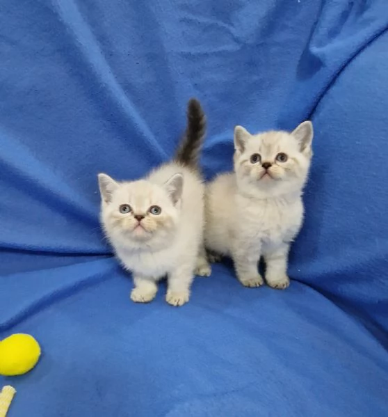 Scottish fold e straight  | Foto 3